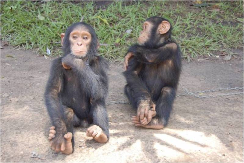 Chimpanzees