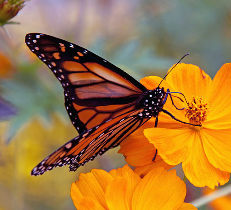 Monarch Butterfly