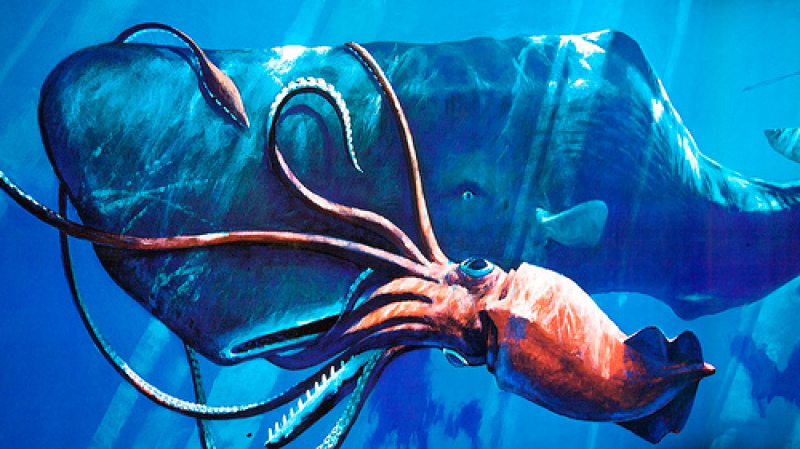 Giant Squid and Whale