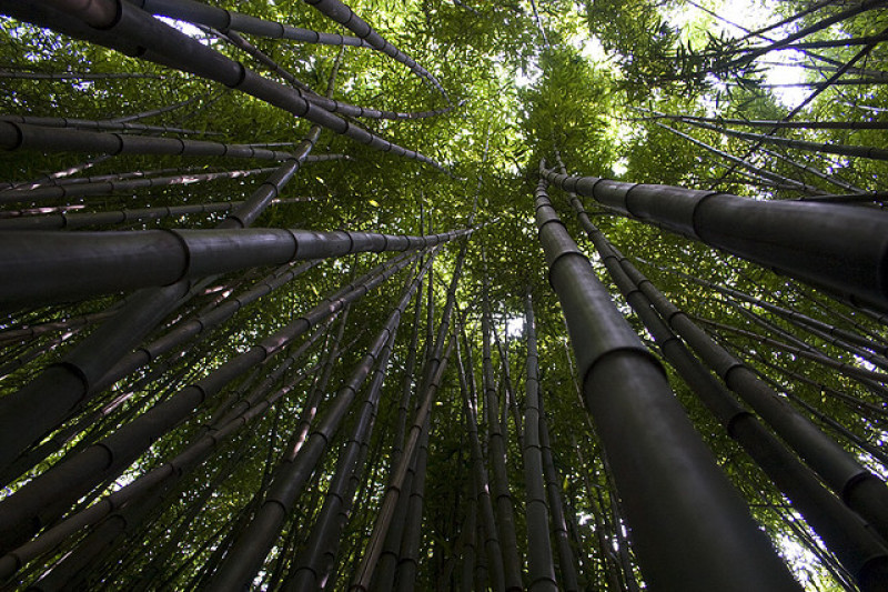 Bamboo