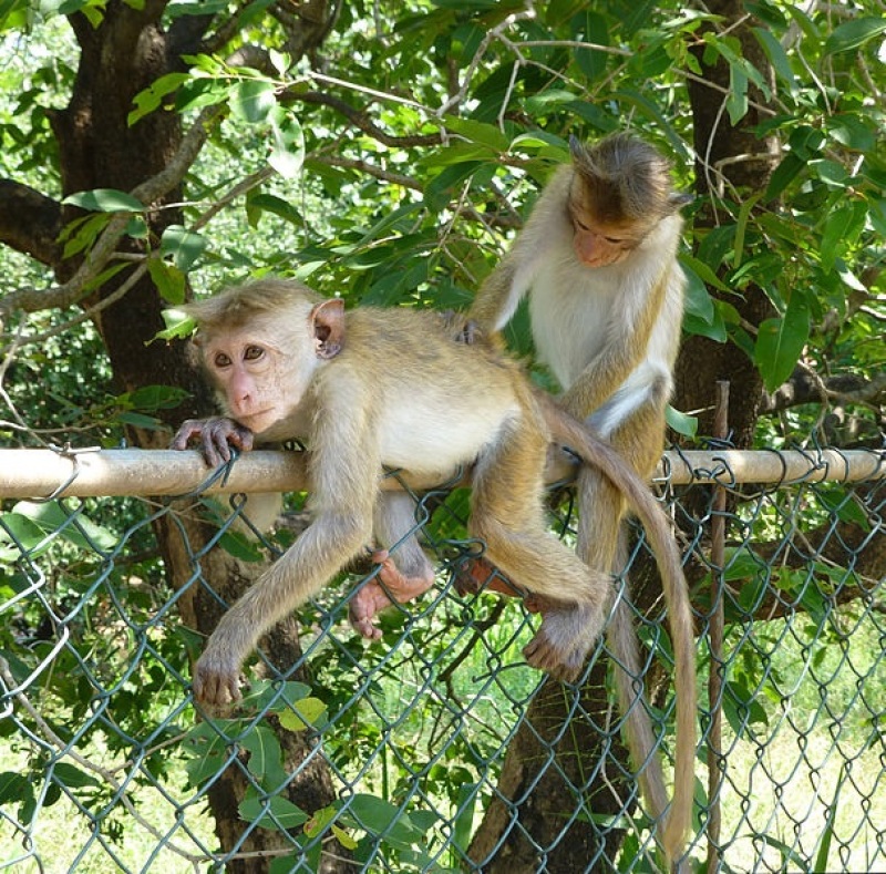 Toque Macaque Monkeys Lounge in Sri Lanka
