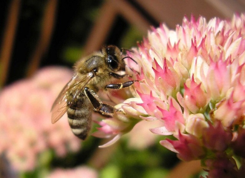 A Honeybee Lands on Pink Flowers
