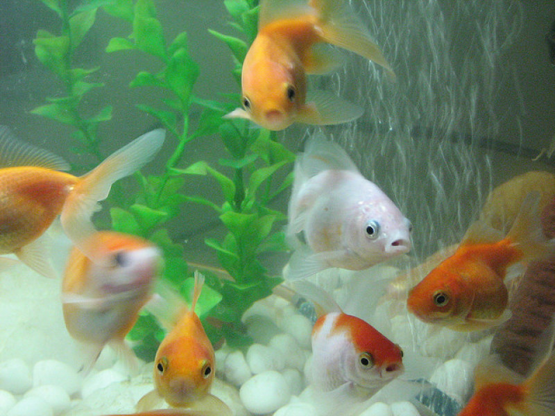Goldfish have higher attention span