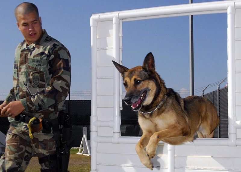 Military Dog With Handler