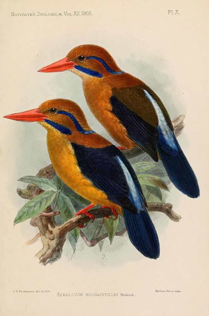 Rendering of Moustached Kingfisher