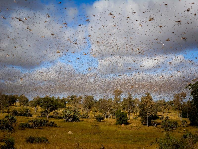Iran May Use Military to Protect the Billions Worth Crops Against Locusts 