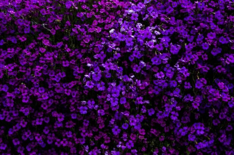 purple-colored flowers