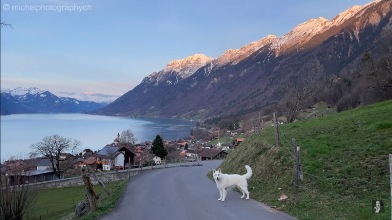Sylvia Michel's video of the Emmental Alps with the dog named Rasta